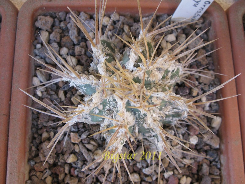 Astrophytum ornatum cv. hannya fukuryu dinosaur 