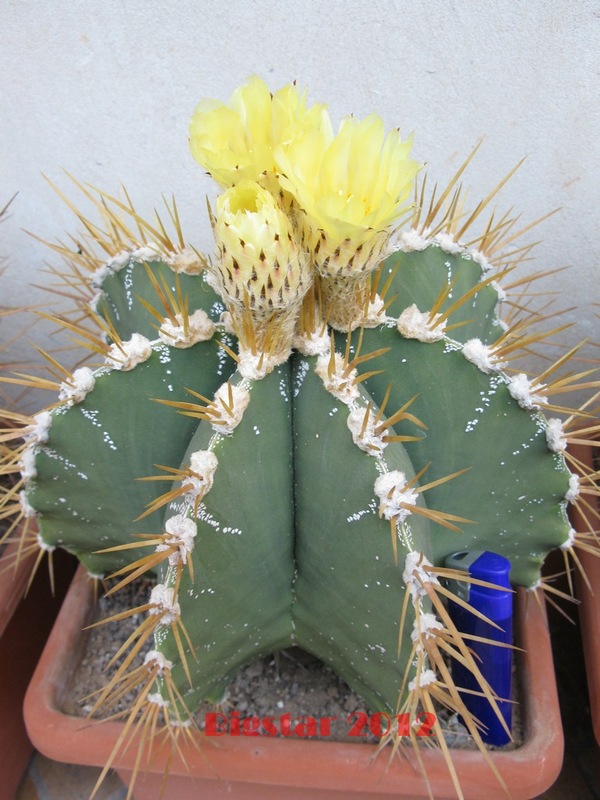 Astrophytum ornatum 