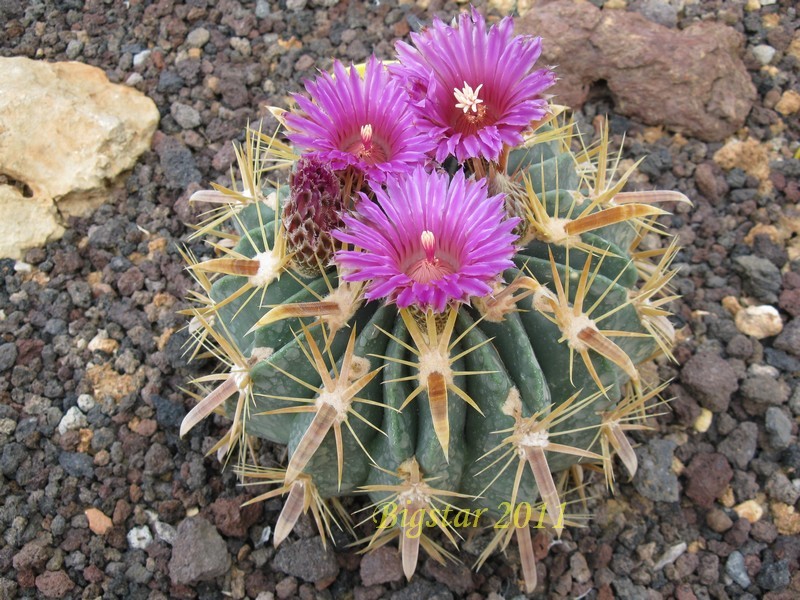 Ferocactus latispinus 