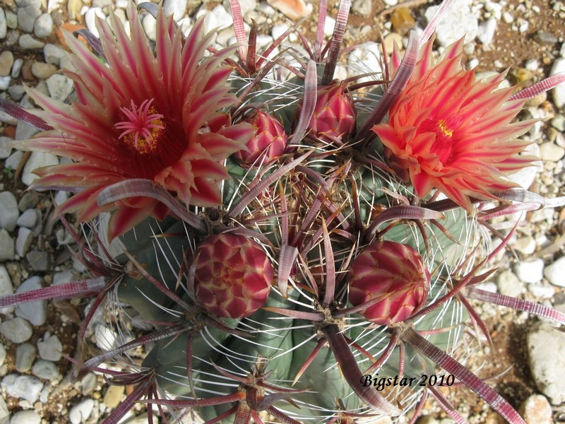 Ferocactus peninsulae ssp. townsendianus 