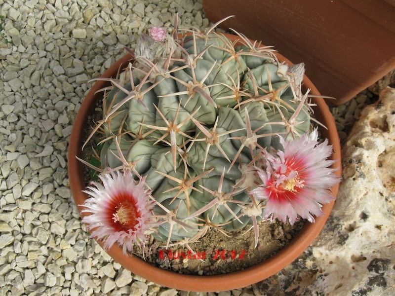 Echinocactus texensis 