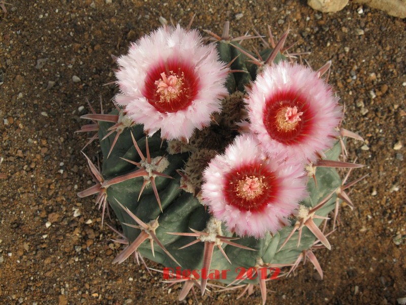 Echinocactus texensis 