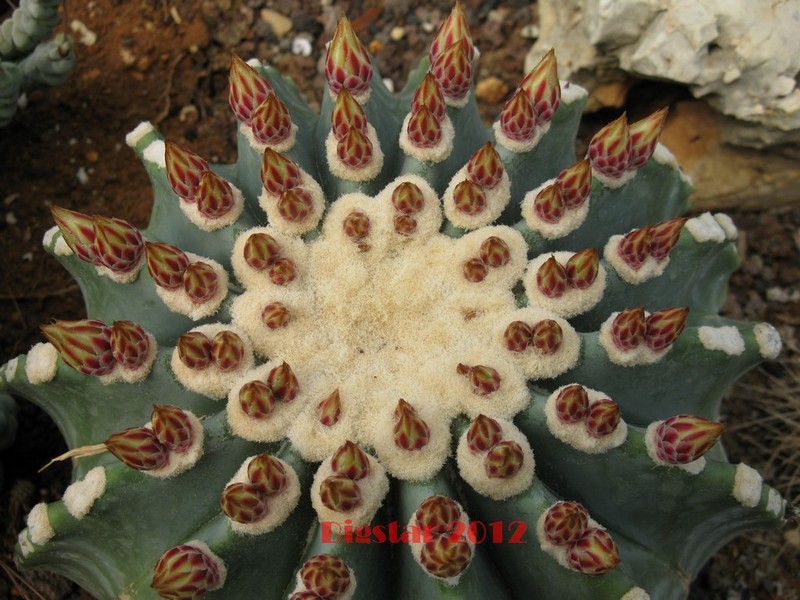 Ferocactus glaucescens v. inermis 