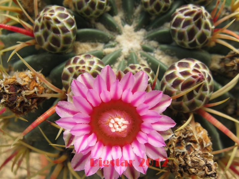 Ferocactus macrodiscus 