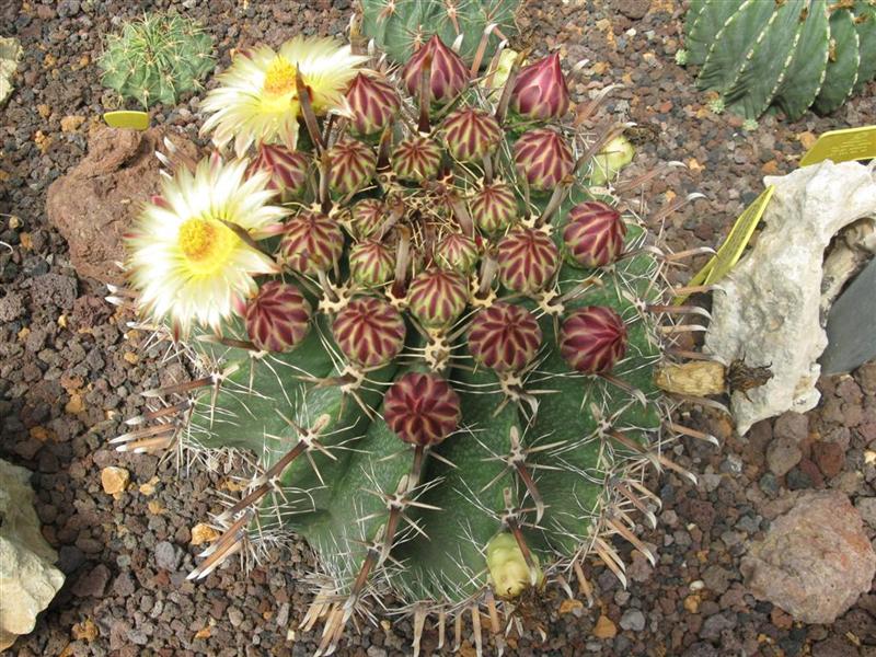 Ferocactus herrerae 