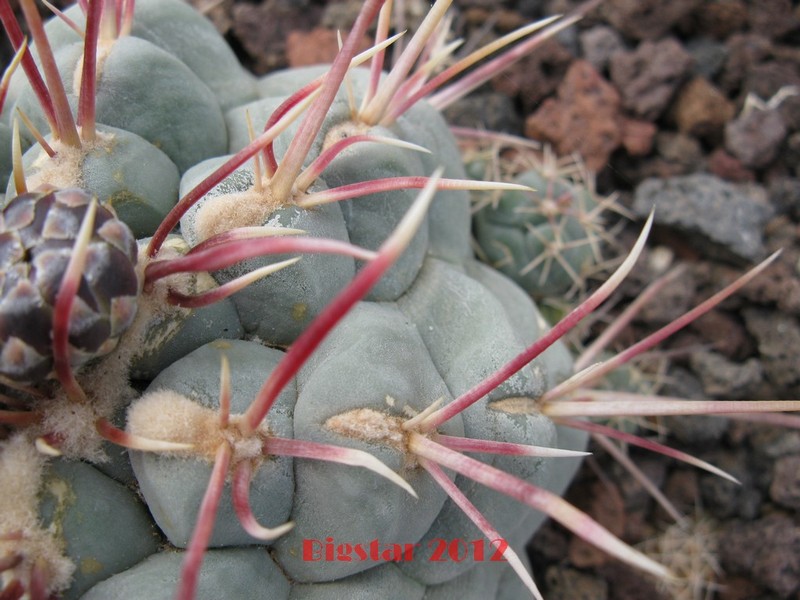 Thelocactus hexaedrophorus v. fossulatus 