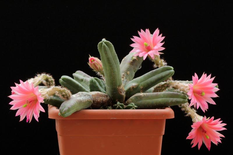 Echinocereus scheeri ssp. gentryi 