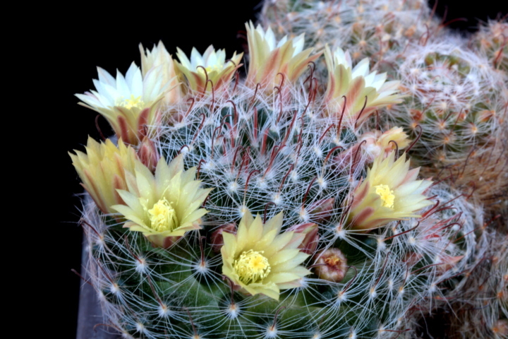 mammillaria nana