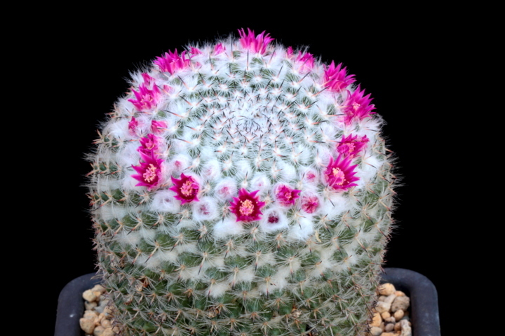 mammillaria albata