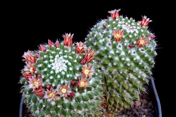 Mammillaria karwinskiana ssp. nejapensis MG 806.5