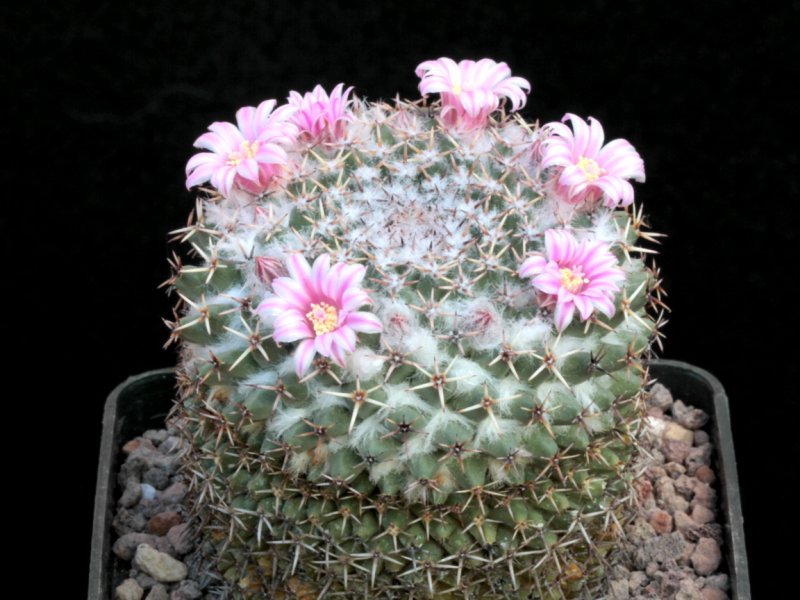 mammillaria formosa ssp. pseudocrucigera