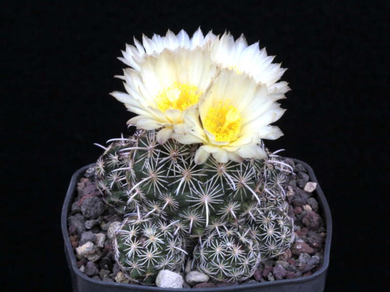 coryphantha hintoniorum v. geoffreyi