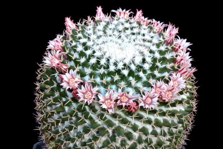 mammillaria eumorpha
