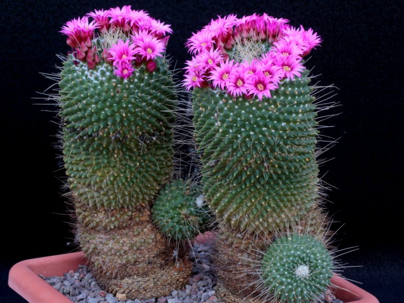 mammillaria polythele cv. un pico