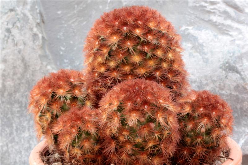 Mammillaria carmenae cv. rubra 