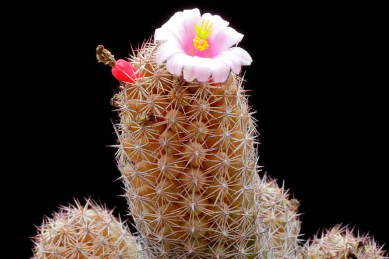 Mammillaria mazatlanensis v. monocentra 