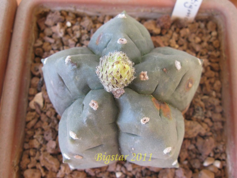 Astrophytum myriostigma cv. kikko pentagon form 