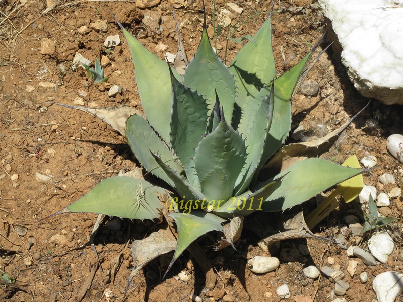 Agave parryi HK 1684