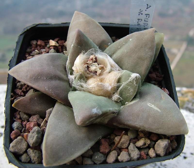 Ariocarpus furfuraceus v. rostratus 