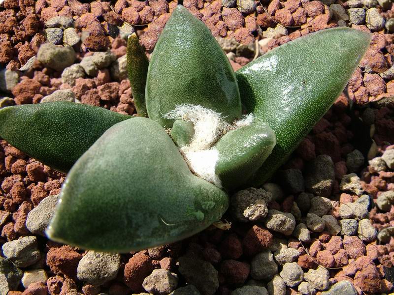 Ariocarpus furfuraceus v. rostratus 