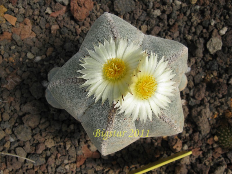 Astrophytum myriostigma 