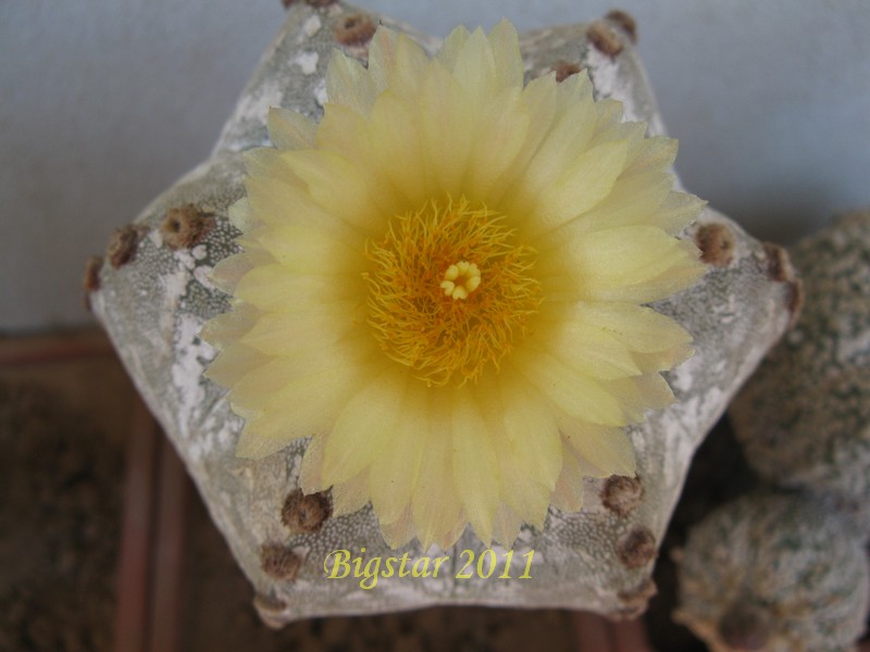 Astrophytum myriostigma cv. hakuun 