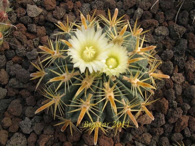 Ferocactus latispinus v. flavispinus 