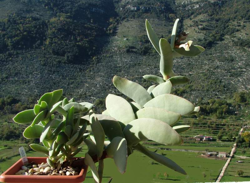 Crassula perfoliata v. falcata 