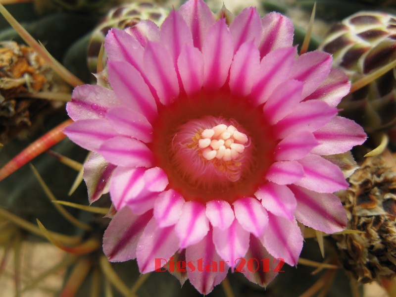 Ferocactus macrodiscus 