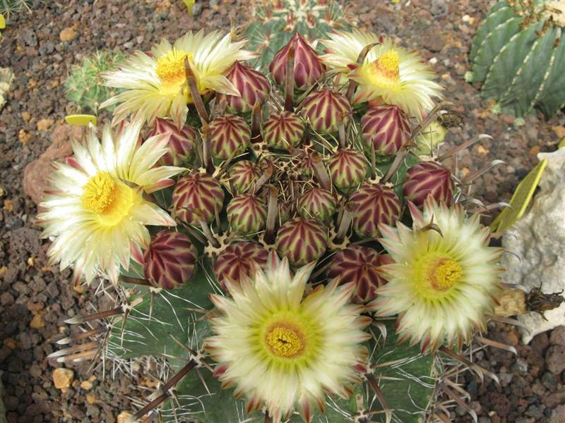 Ferocactus herrerae 