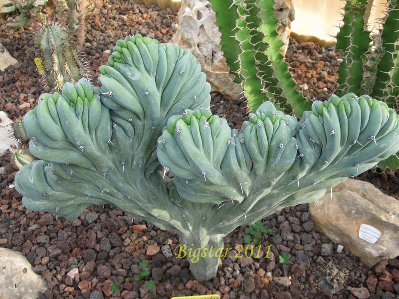 Myrtillocactus geometrizans f. cristatus 