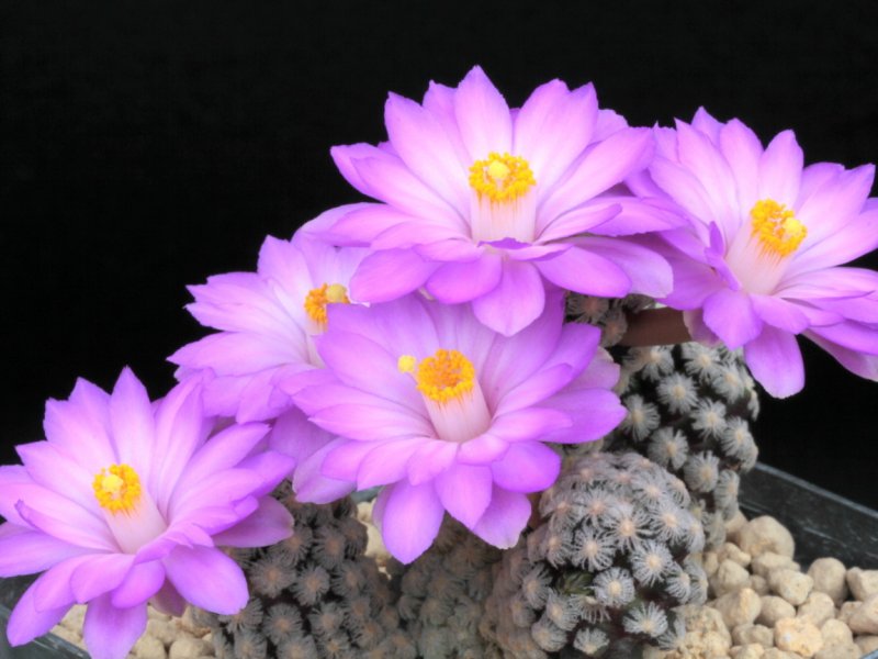 Mammillaria theresae 