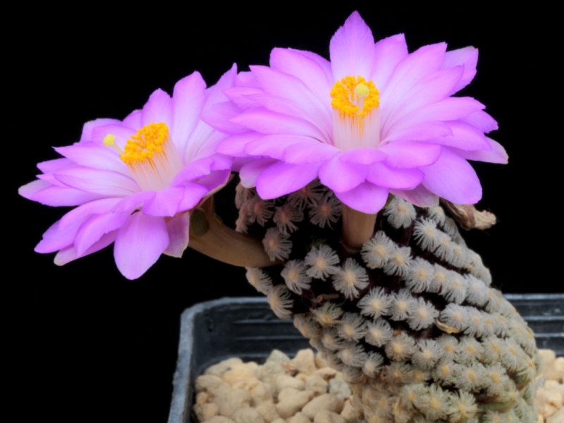 Mammillaria theresae 