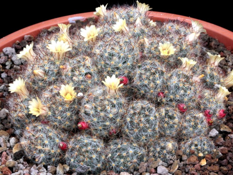 Mammillaria prolifera ssp. texana 