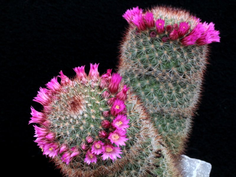 mammillaria spinosissima