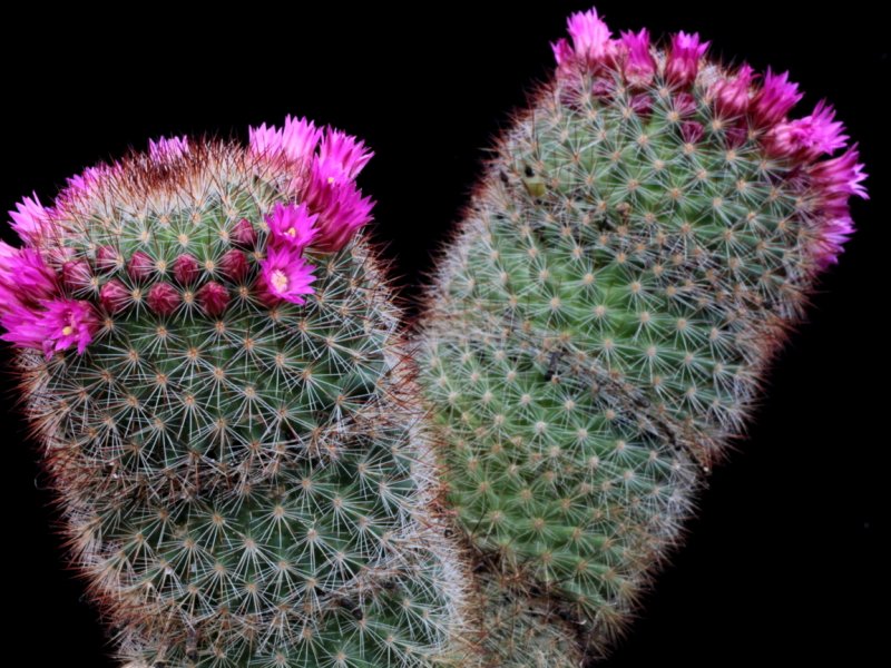 Mammillaria spinosissima 