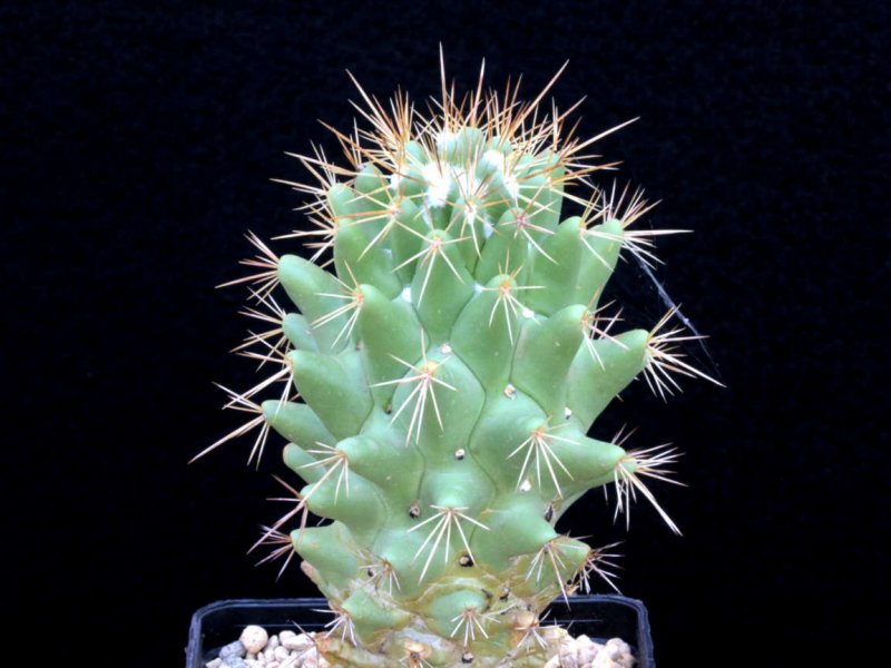 coryphantha octacantha