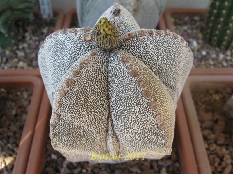 Astrophytum myriostigma cv. onzuka 