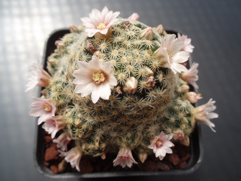 Mammillaria schiedeana ssp. giselae 