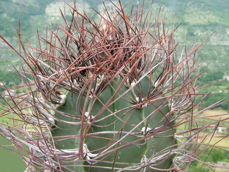 Astrophytum capricorne v. senile 