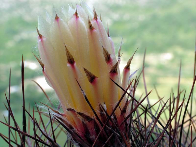 Astrophytum capricorne v. senile 