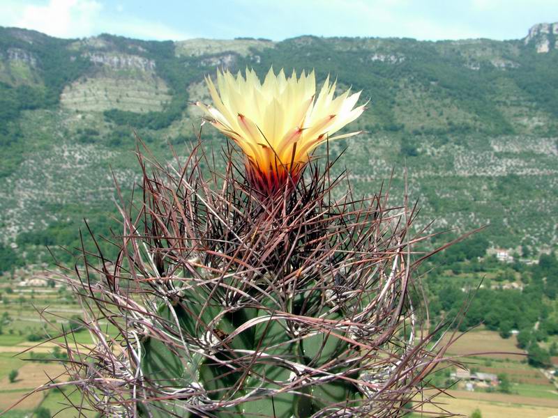 Astrophytum capricorne v. senile 