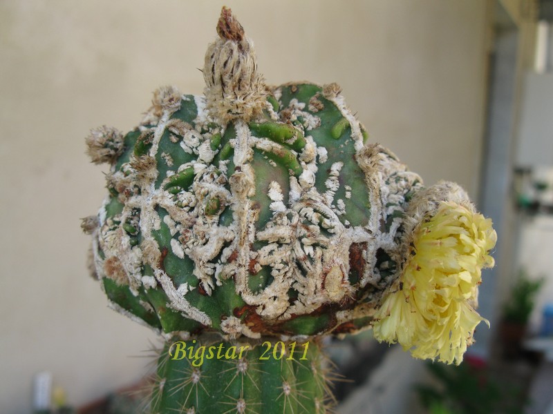 Astrophytum myriostigma cv. hannya fukuryu 