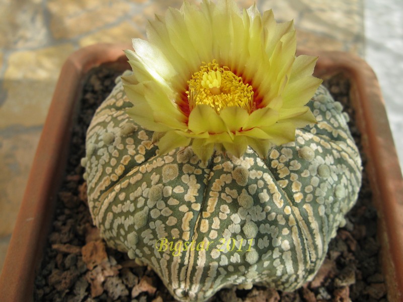 Astrophytum asterias cv. super kabuto star shape 