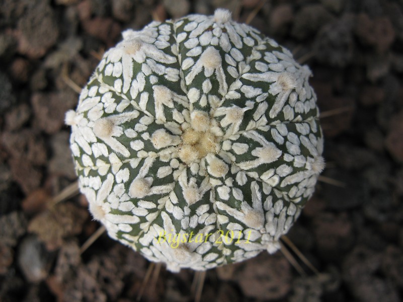 Astrophytum asterias cv. super kabuto v-type 
