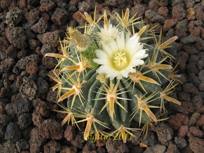 Ferocactus latispinus v. flavispinus 