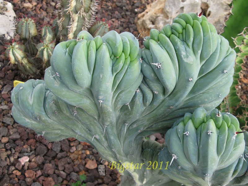 Myrtillocactus geometrizans f. cristatus 