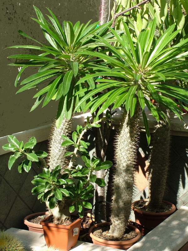 Pachypodium lamerei 