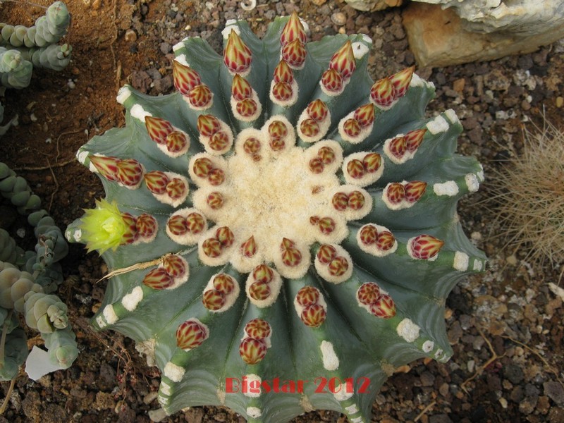 Ferocactus glaucescens v. inermis 