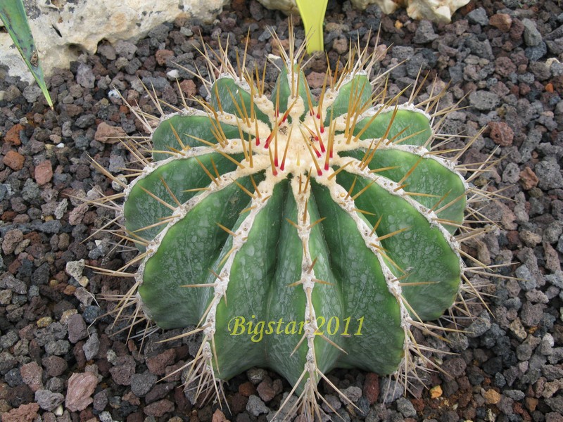 Ferocactus schwarzii 
